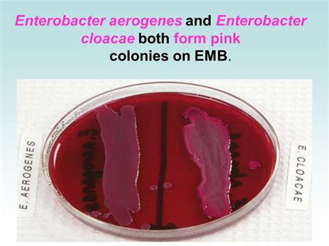 enterobacter aerogenes on emb|Enterobacter aerogenes and Enterobacter cloacae; .